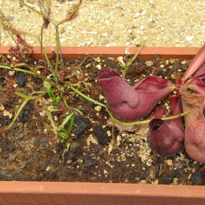 Bog garden with sundew, pitcher plant, and Venus flytrap in an orange-brown container