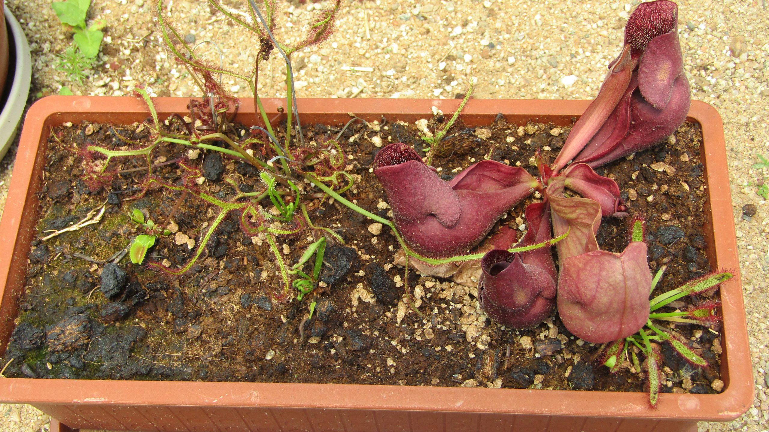 Bog garden with sundew, pitcher plant, and Venus flytrap in an orange-brown container