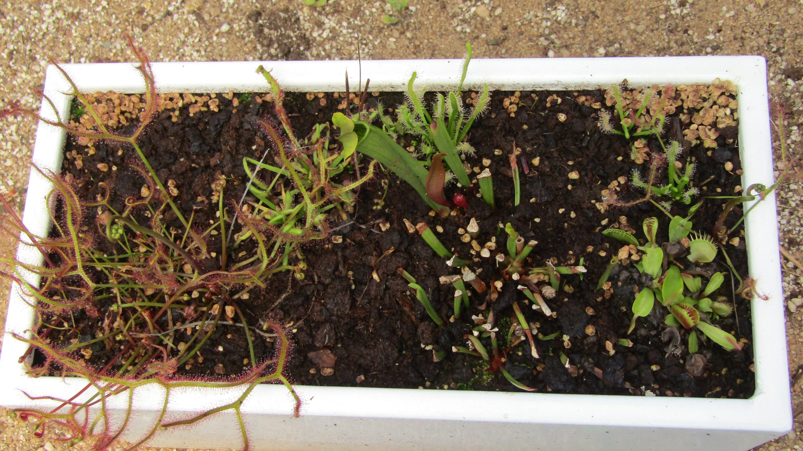 Carnivorous plant bog garden kit with multiple species arranged in a rectangular planter box.